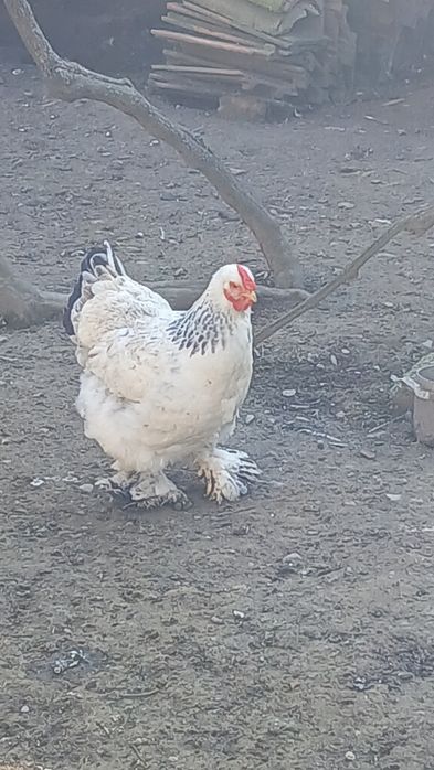 Яйця інкубаційні породи Брама.