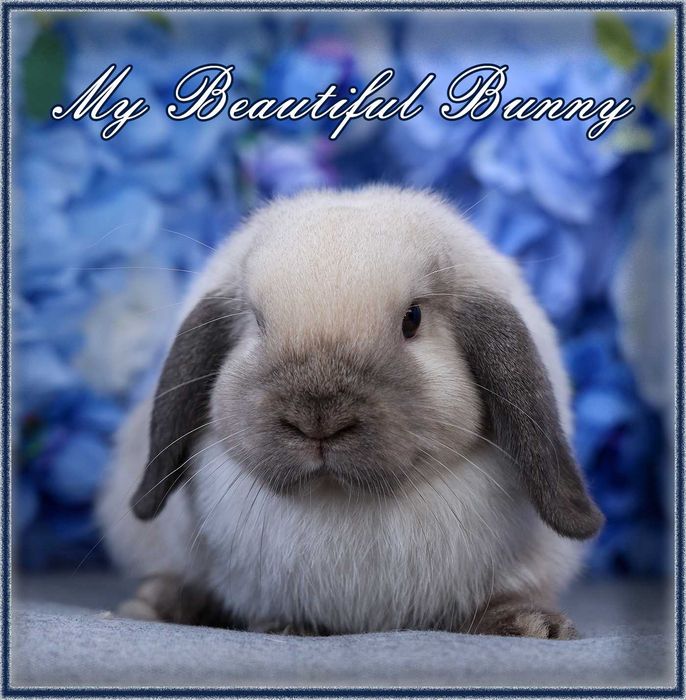 Piękny Młody Królik Mini Lop - Seal Point