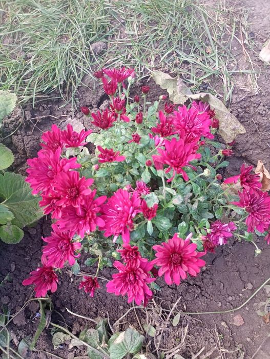 Пропоную хрезонтема рання мультифлора