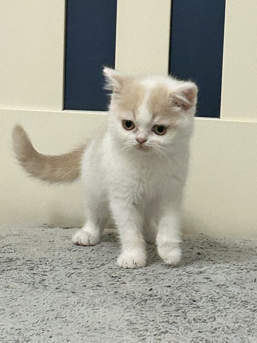 Kocurek Brytyjski Krótkowłosy, Kremowy Arlekin