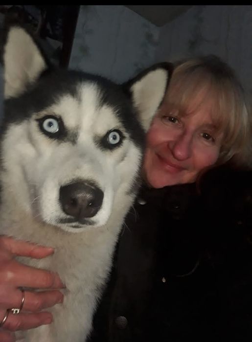 Отдам красивого хаски. Граф.