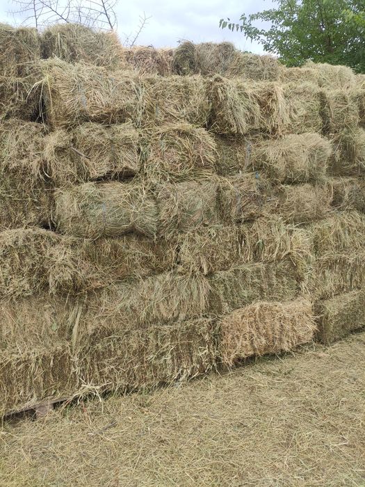 Продам  сіно тюковане
