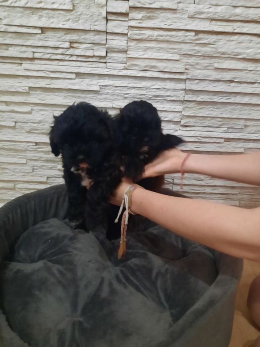 Szczeniak shih poo