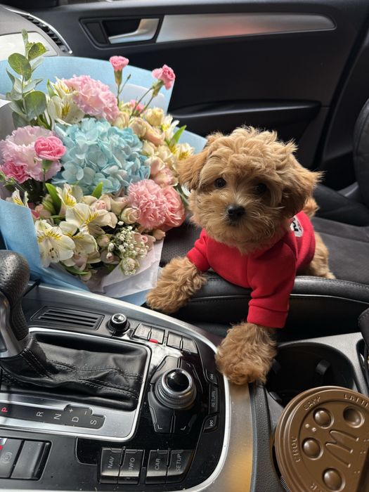 Карамельні мальтипу