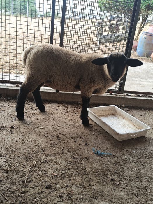 Macho Suffolk cruzado