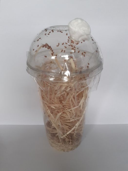 2 x Drosophila melanogaster HEATPACK