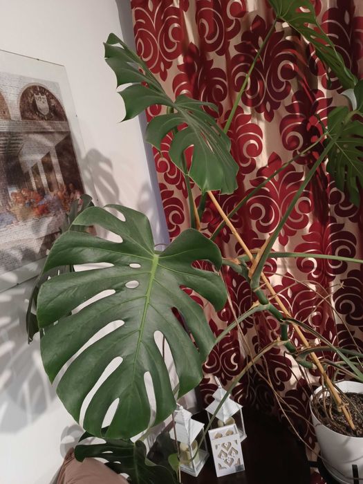 Monstera około 160-170cm