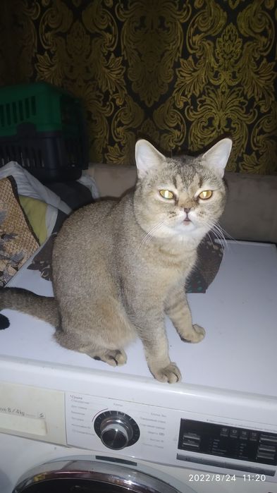 Шотландский прямоухий мальчик