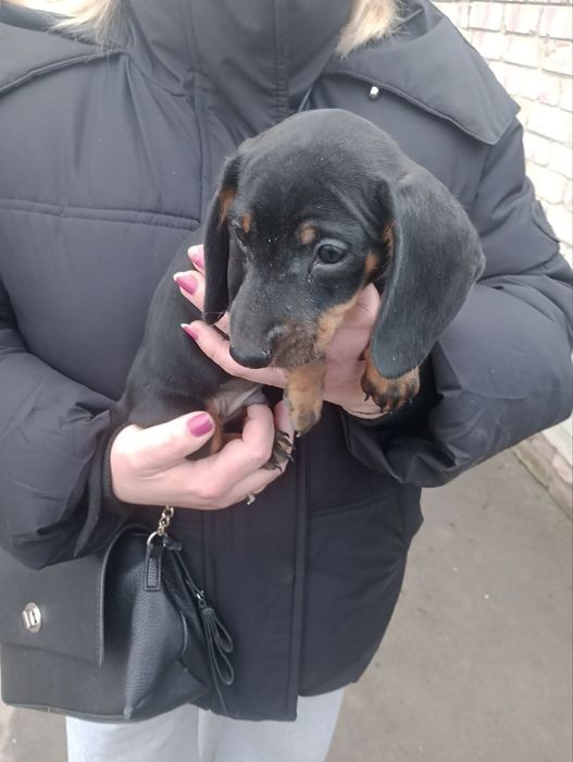 Щенки мини таксы мальчик и девочка