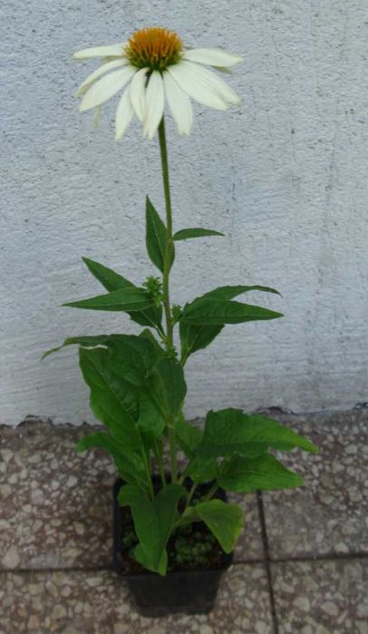 JEŻÓWKA Pow Wow White Echinacea - sadzonki w doniczkach