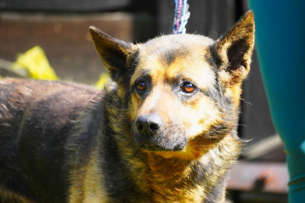 Hiron - starszy pies w typie owczarek niemiecki