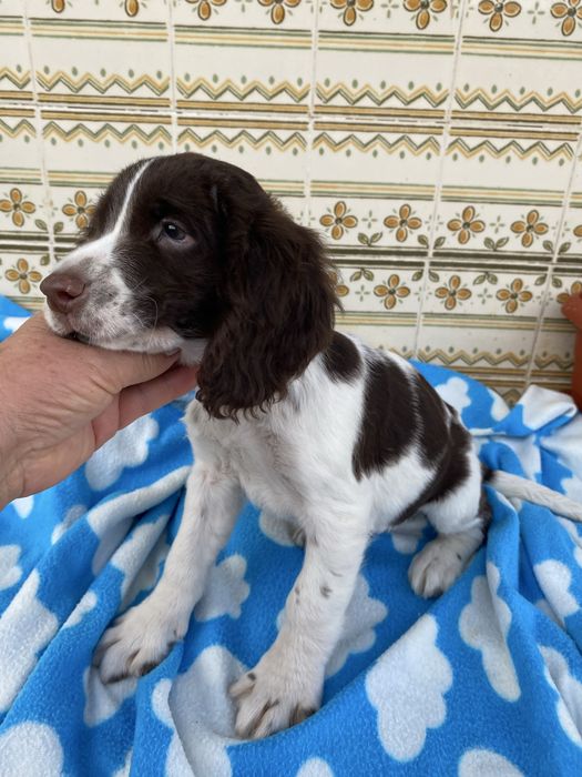 Lindo bebe springar spaniel