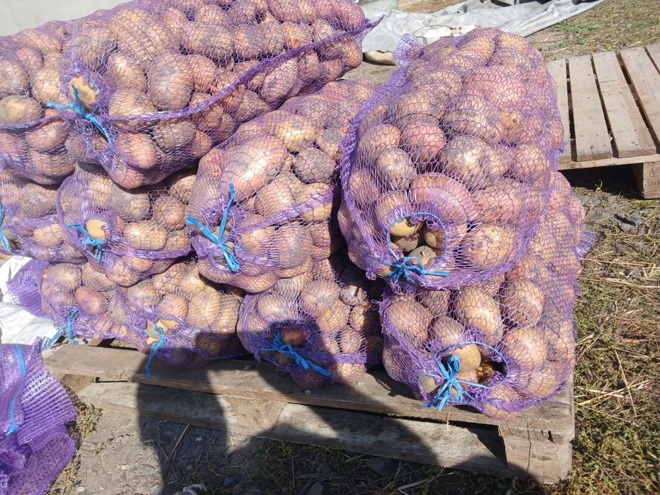 Картопля .продам з доставкою.