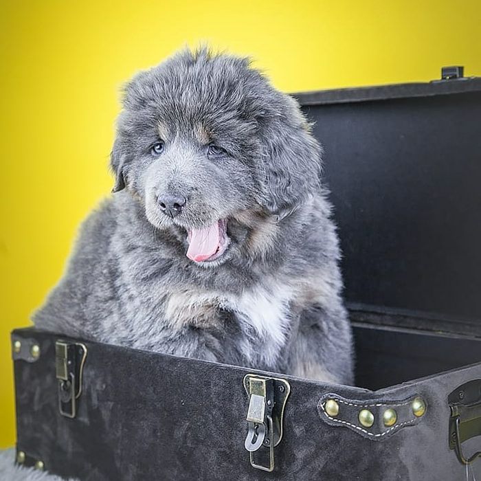 Кобель тибетського мастифа