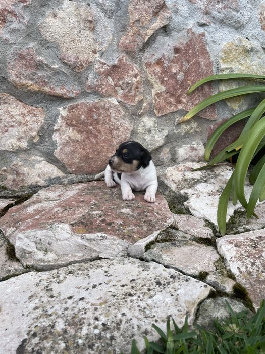 Fêmea Jack Russel Terrier