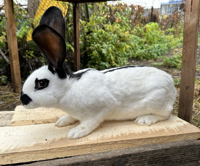 Кролики різних порід