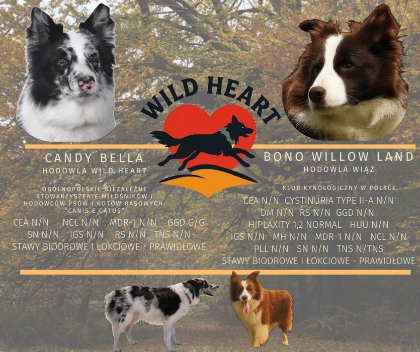 Border Collie Red merle