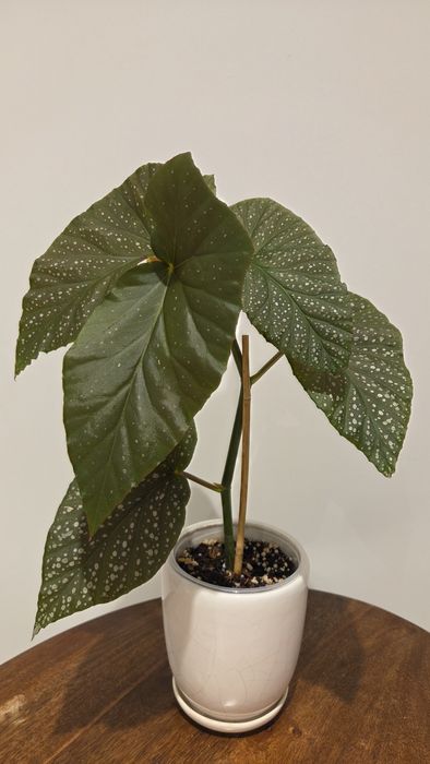 Begonia Corallina de Lucerna