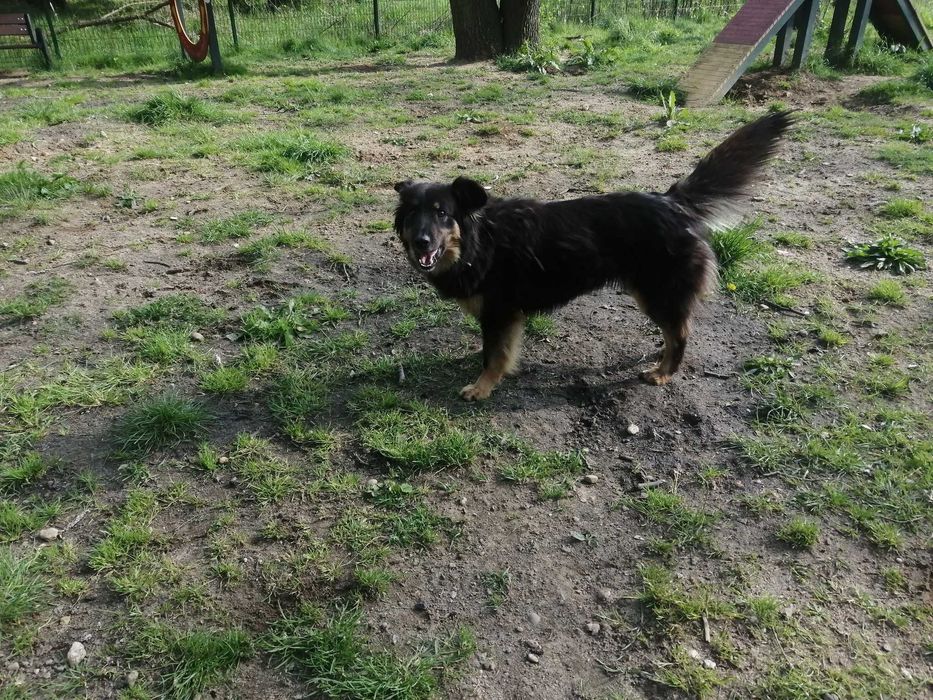 Insia wycofana suczka w schronisku ..