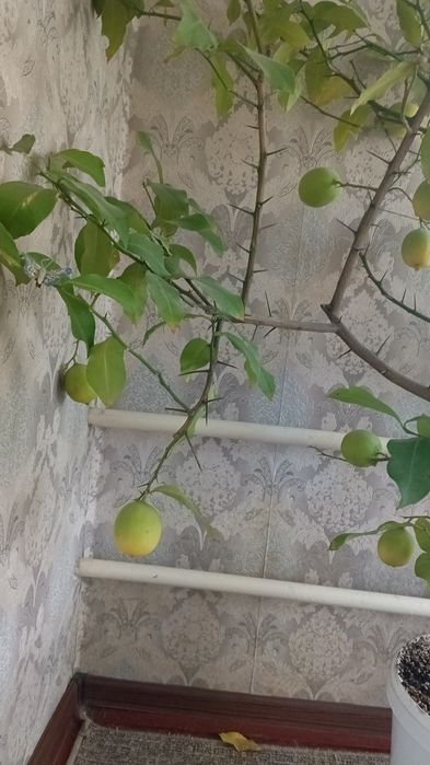 Лимон комнатный плодоносящий