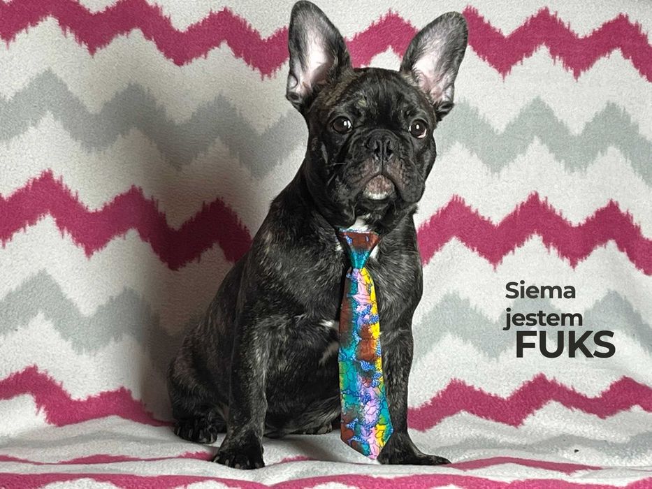 Sprzedam Buldog francuski Piesek