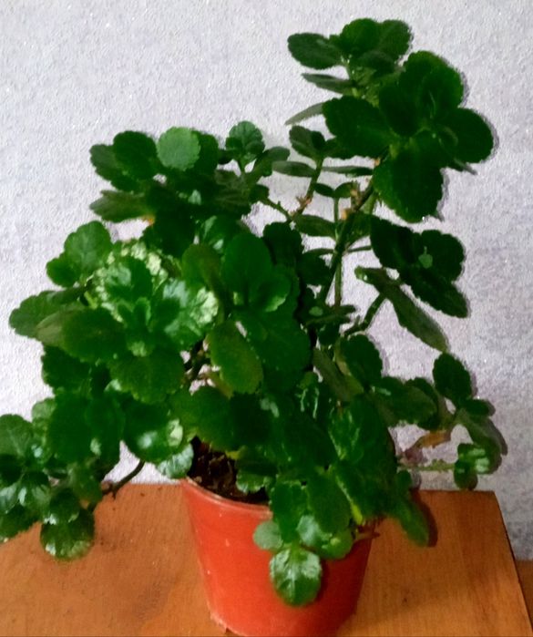 Замиокулькас. Рео. Каланхоэ. Толстянка.