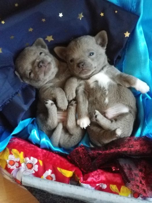 Два мальчика чихуахуа