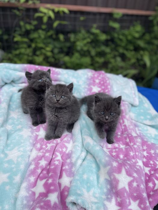 Породисті кошенята