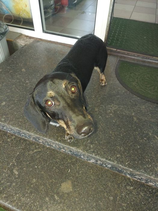 Знайдена такса, кобель