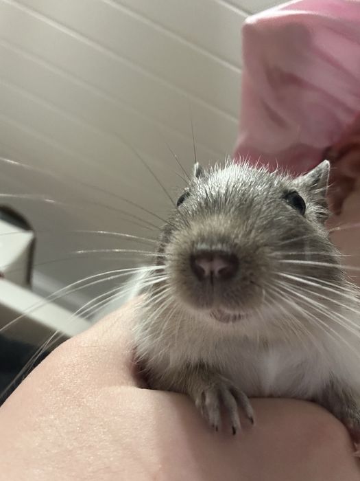 Oddam dwie koszatniczki