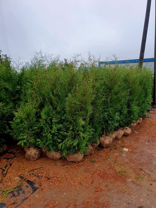 Tuja 120 CM Brabant Tuje Thuja Promocja Gęste