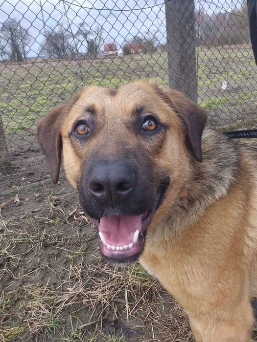 Mloda suczka do adopcji