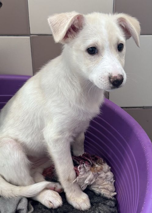 Pumba szuka nowego domku