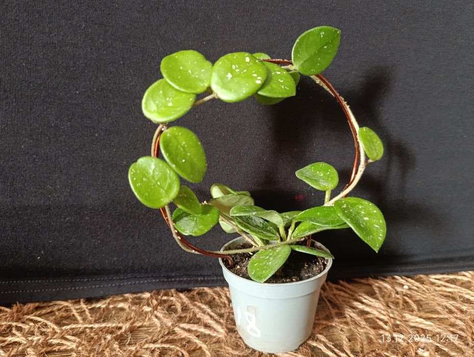 Hoya Mathilde Splash