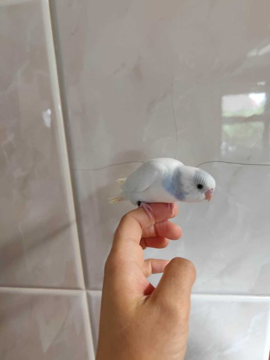 Periquito arlequim domesticado