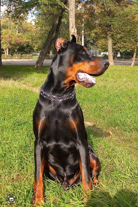 Ищем невесту для добермана