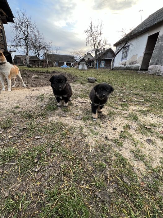 Віддамо в добрі руки цуценят