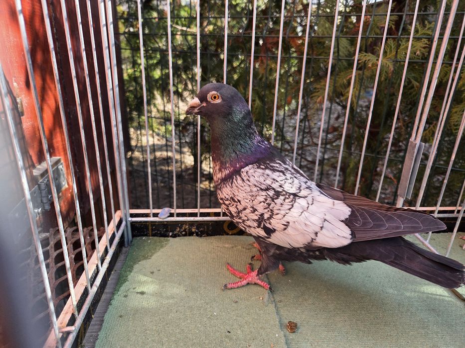 Golebie pocztowe w unikalnej barwie