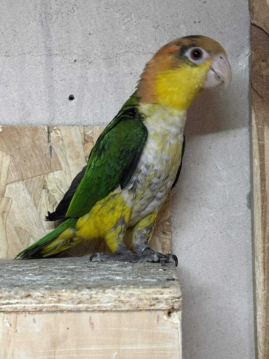barwinka bialobrzucha