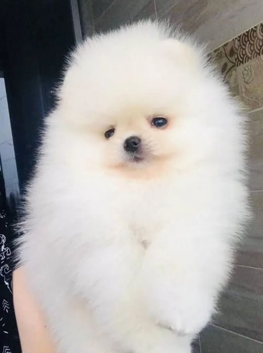 Мальчики красавчики шпицы