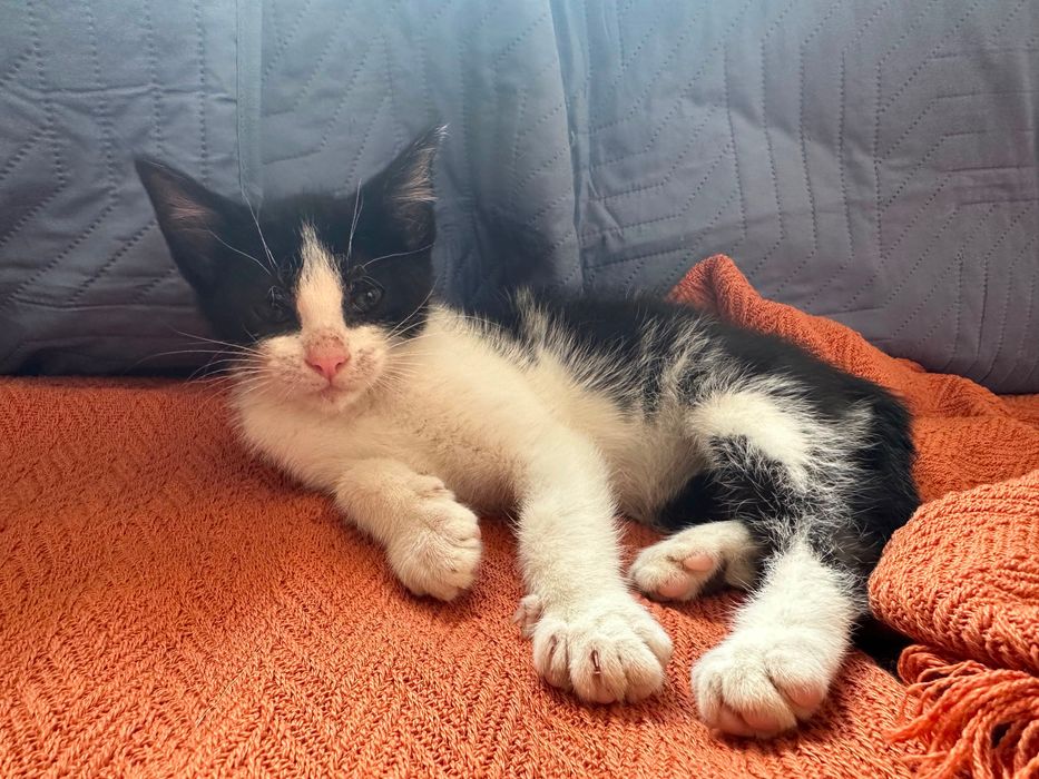 Gato com 3 meses para adoção