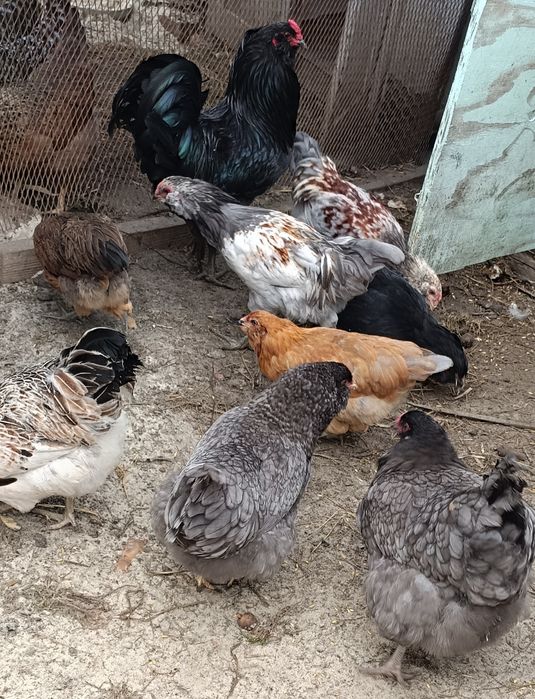 Інкубаційне яйце Амераукана