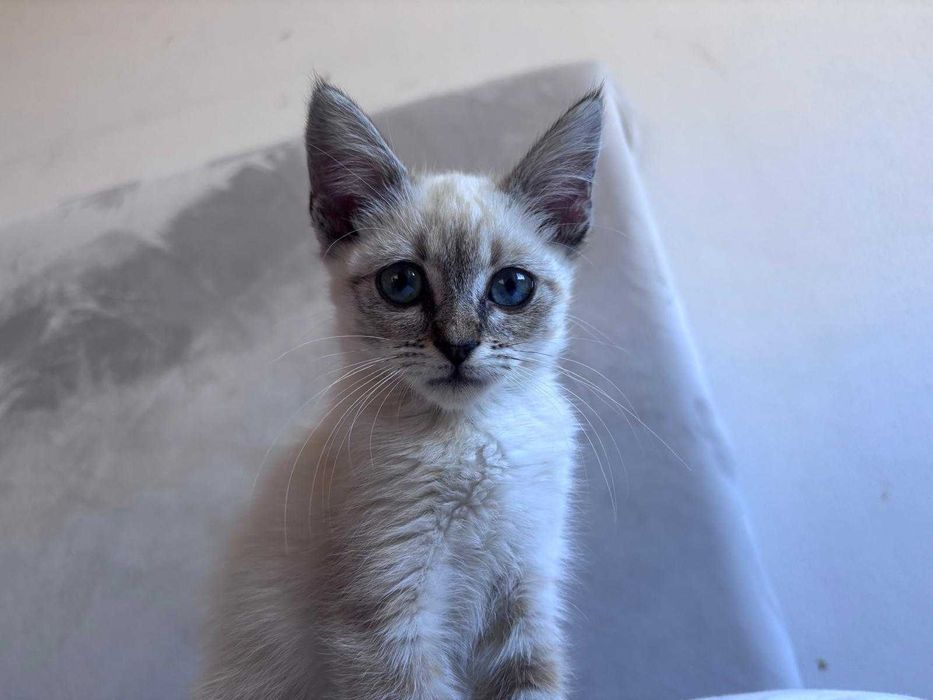 Gatinha amorosa para doação.