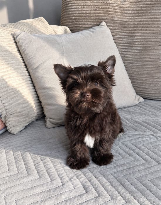 Piesek York Choko