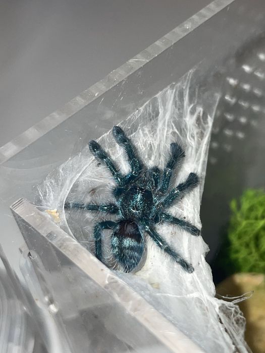 Ptaszniki z terrarium