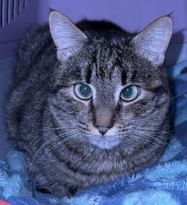 Молода кішечка кошечка в хорошие руки