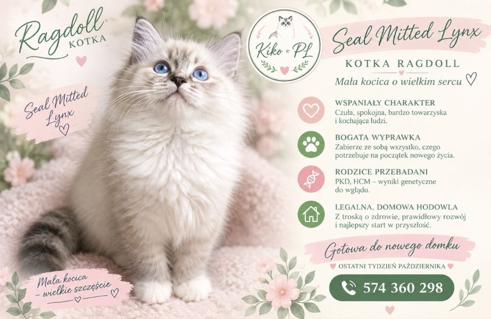 Kotka rasy Ragdoll seal miteed lynx