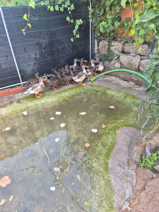 Patos real  jovens