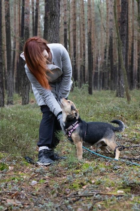 Wesoły piesek szuka swojego człowieka