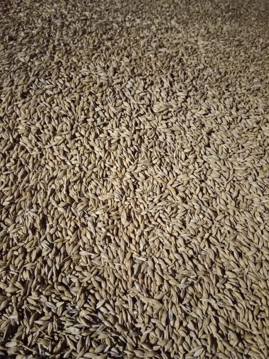 Sprzedam Zboża sezon  2025